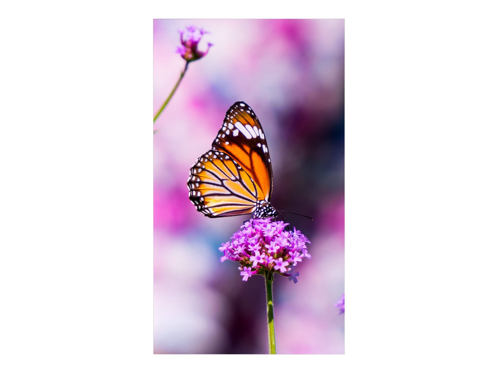 NEC MultiSync UN552VS 55" LED-backlit LCD display - Full HD - for digital signage / interactive communication