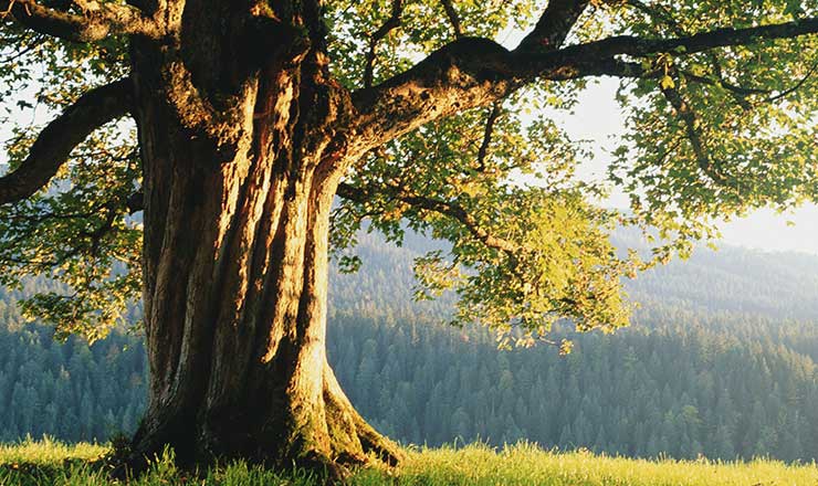 Large Oak tree sits atop a sunny hill with green grass