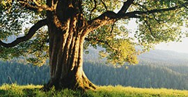 Large Oak tree sits atop a sunny hill with green grass
