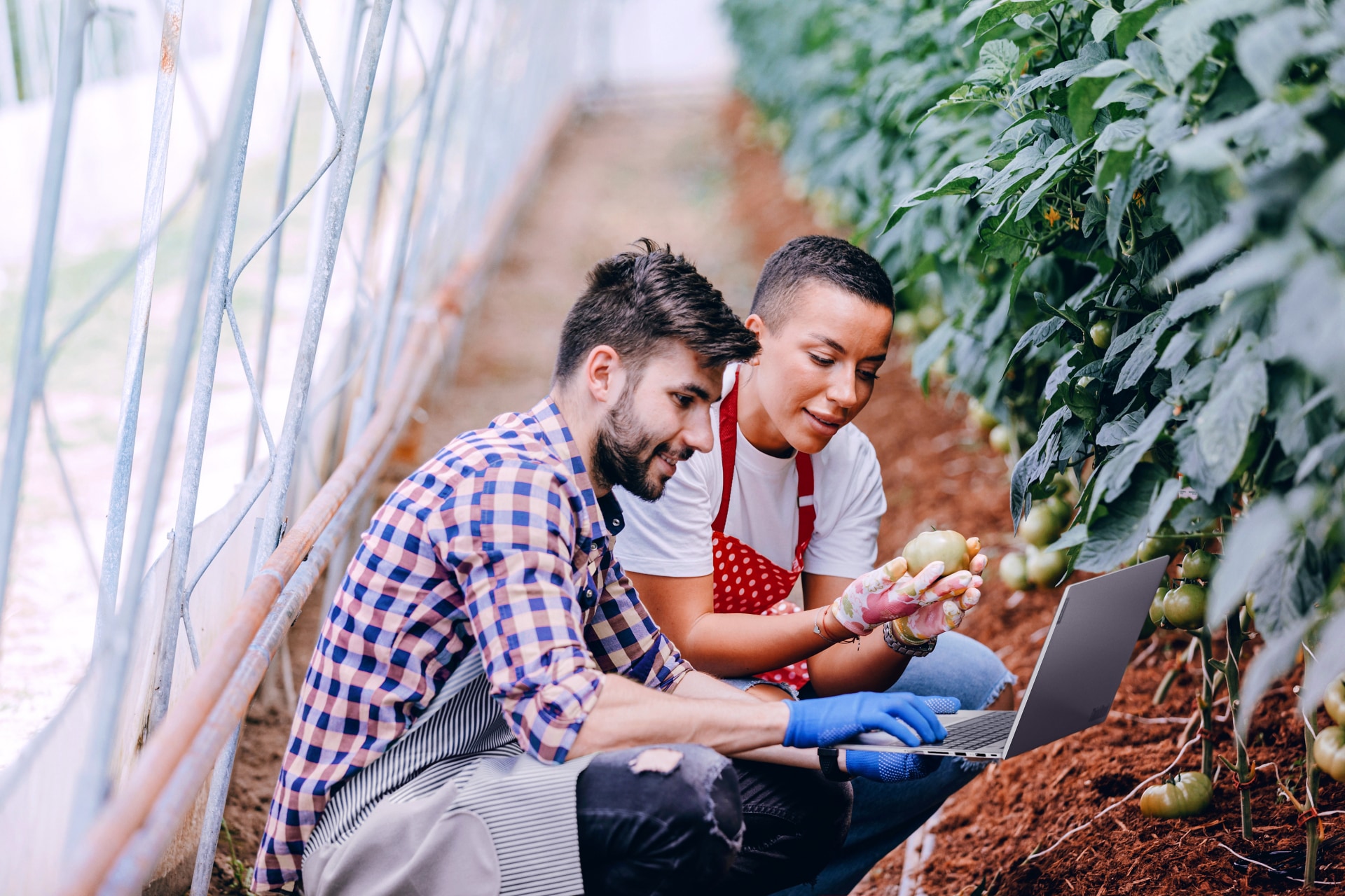 People sitting in a tomato field surveying the growth of the unripe tomatoes.