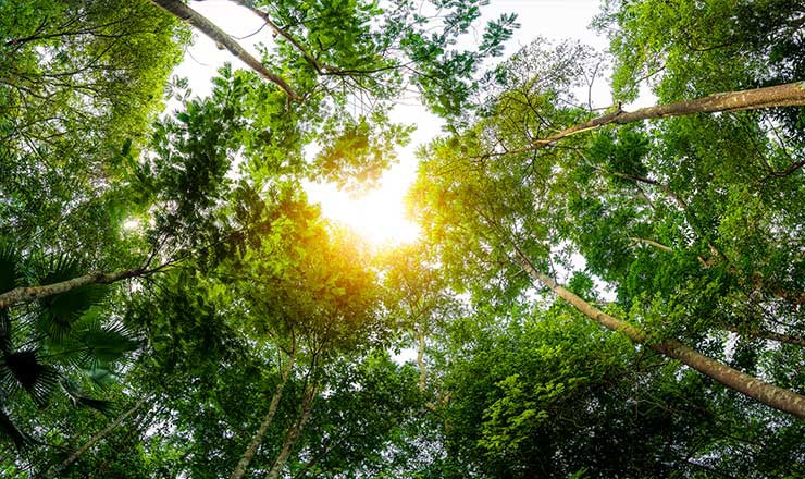 Bright, ground-level view of forest trees as the sun shines through their leaves