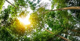 Bright, ground-level view of forest trees as the sun shines through their leaves